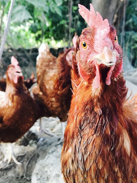 Environment Animal Society Taiwan (11) — sankalpa supported activity