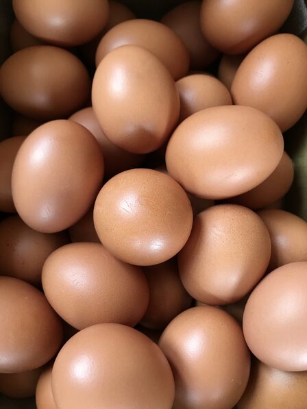 Environment Animal Society Taiwan (8) — sankalpa supported activity