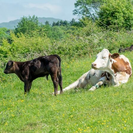 The Ethical Dairy (5) — sankalpa supported activity