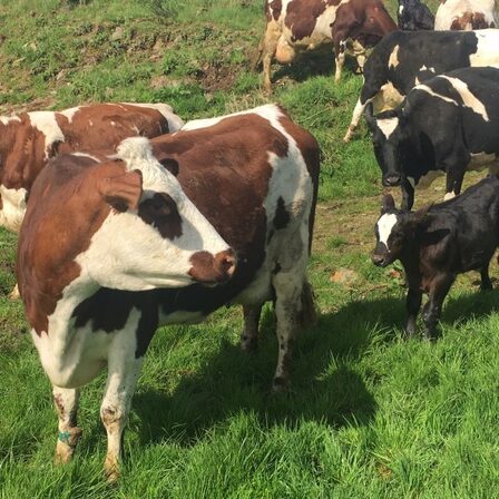 The Ethical Dairy (7) — sankalpa supported activity