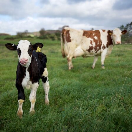 The Ethical Dairy (9) — sankalpa supported activity