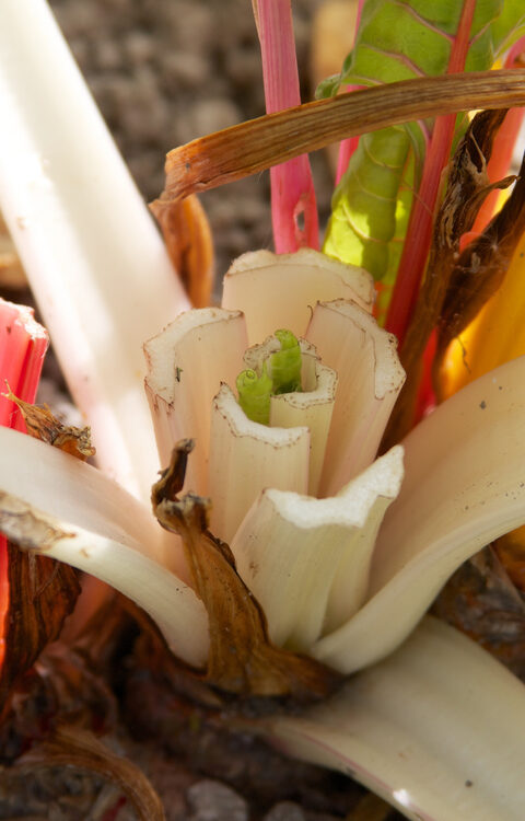 Researching resilience in local agri-food systems — sankalpa supported activity